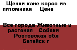 Щенки кане корсо из  питомника! › Цена ­ 65 000 - Все города Животные и растения » Собаки   . Ростовская обл.,Батайск г.